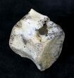 Nice Hadrosaur Vertebra - Montana #19036-2